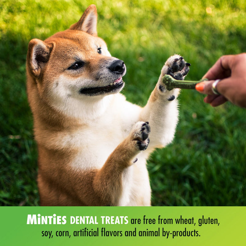 Premios Dentales MINTIES sabor a Menta para perros medianos y grandes 20 und